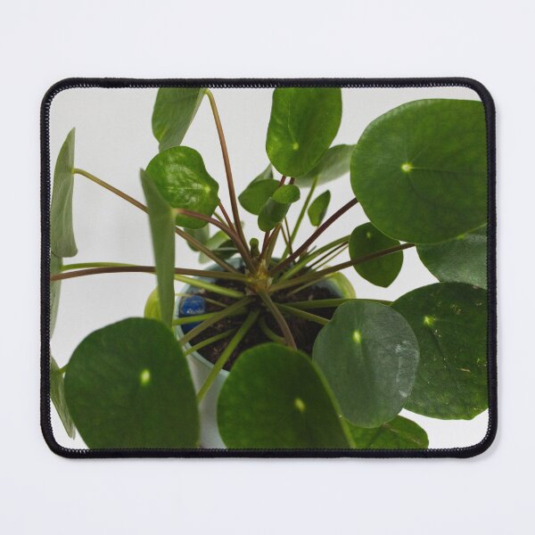 Item preview, Money plant  designed and sold by Thxvvxtchx.