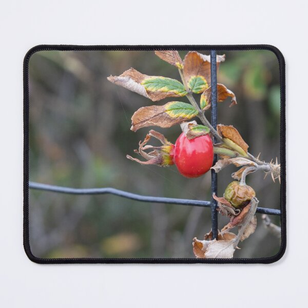 Item preview, Rose Hip designed and sold by Calidris Fotografie Steffi & Ben Köppler.