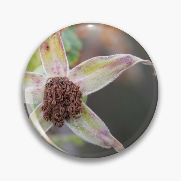 Item preview, Beach Rose designed and sold by Calidris Fotografie Steffi & Ben Köppler.