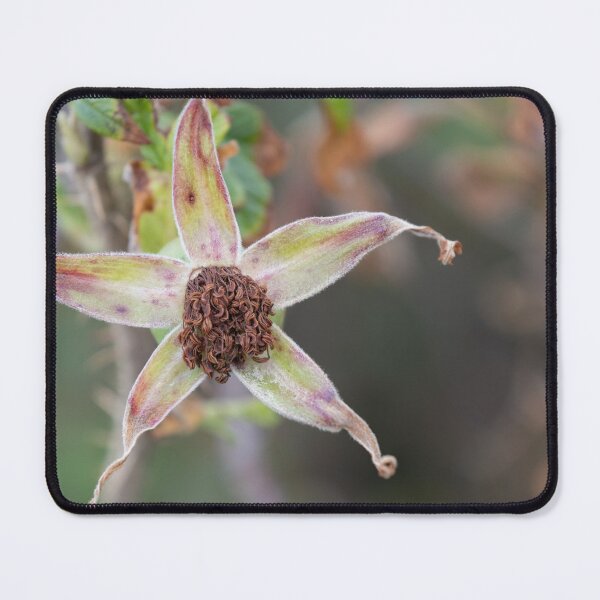 Item preview, Beach Rose designed and sold by Calidris Fotografie Steffi & Ben Köppler.