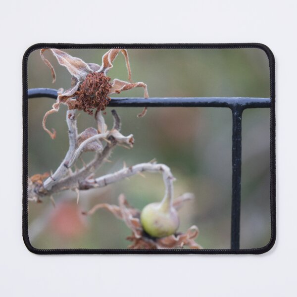Item preview, Beach Rose designed and sold by Calidris Fotografie Steffi & Ben Köppler.