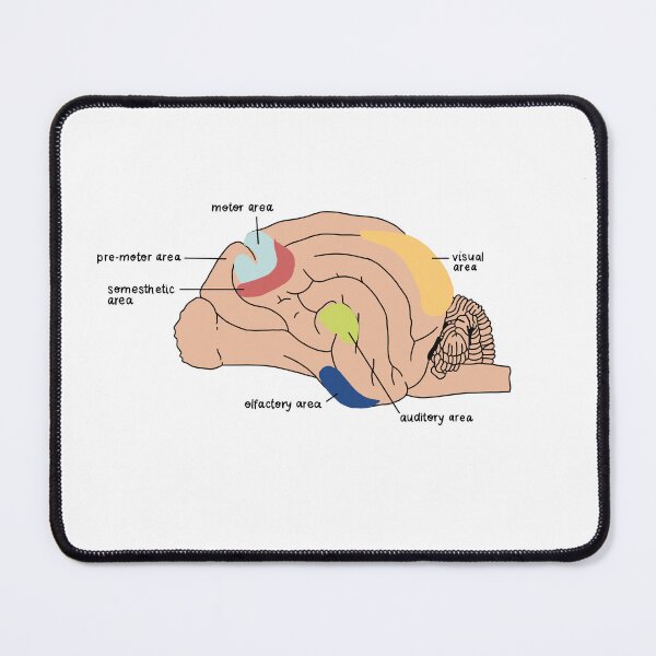 Item preview, brain designed and sold by rosipos.