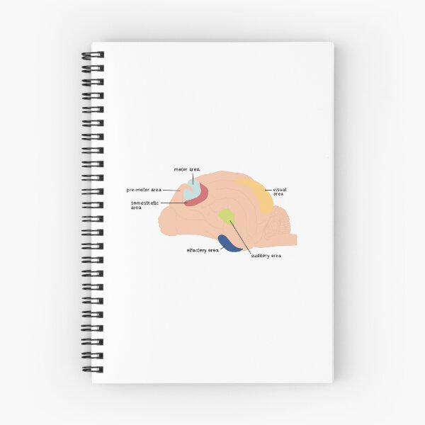 Item preview, brain areas designed and sold by rosipos.