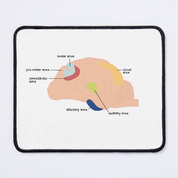 Item preview, brain areas designed and sold by rosipos.