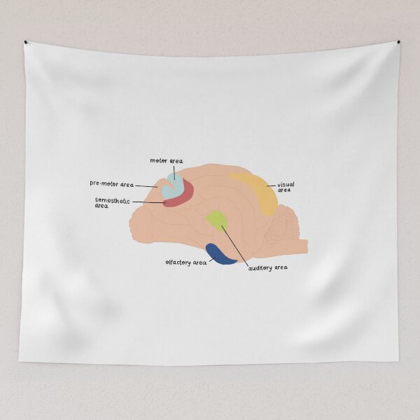 Item preview, brain areas designed and sold by rosipos.