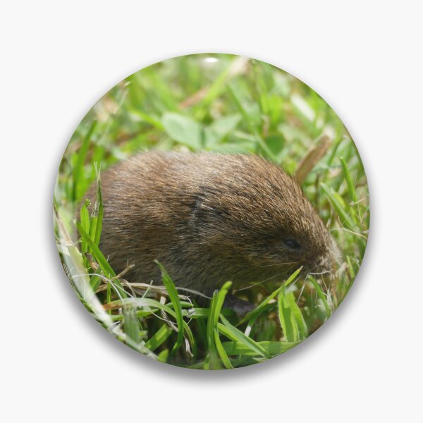 Item preview, Vole designed and sold by Evergreen365.