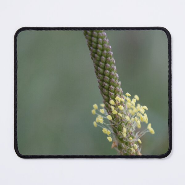 Item preview, Greater Plantain designed and sold by Calidris Fotografie Steffi & Ben Köppler.