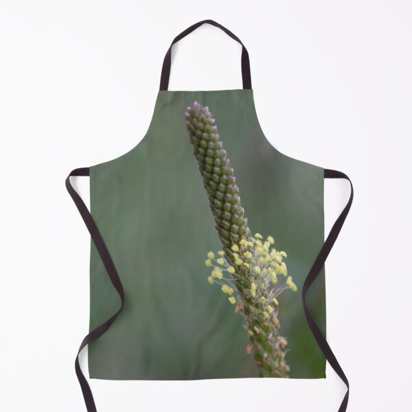 Item preview, Greater Plantain designed and sold by Calidris Fotografie Steffi & Ben Köppler.