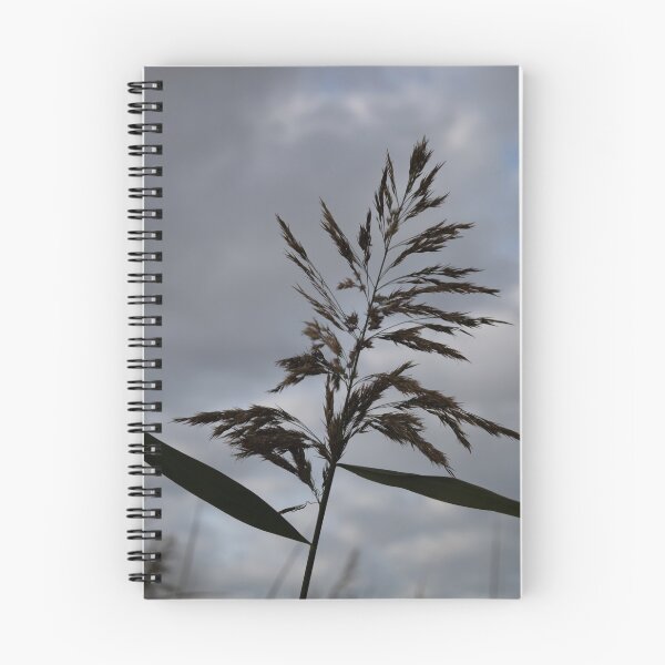 Item preview, Common Reed designed and sold by Calidris Fotografie Steffi & Ben Köppler.