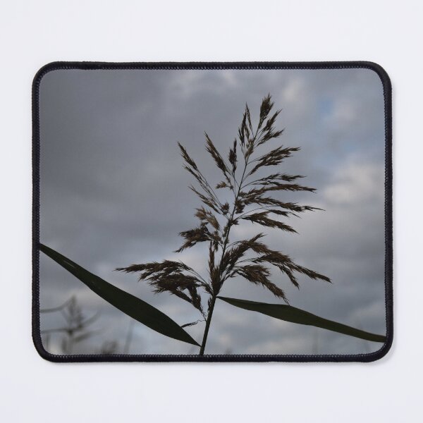 Item preview, Common Reed designed and sold by Calidris Fotografie Steffi & Ben Köppler.