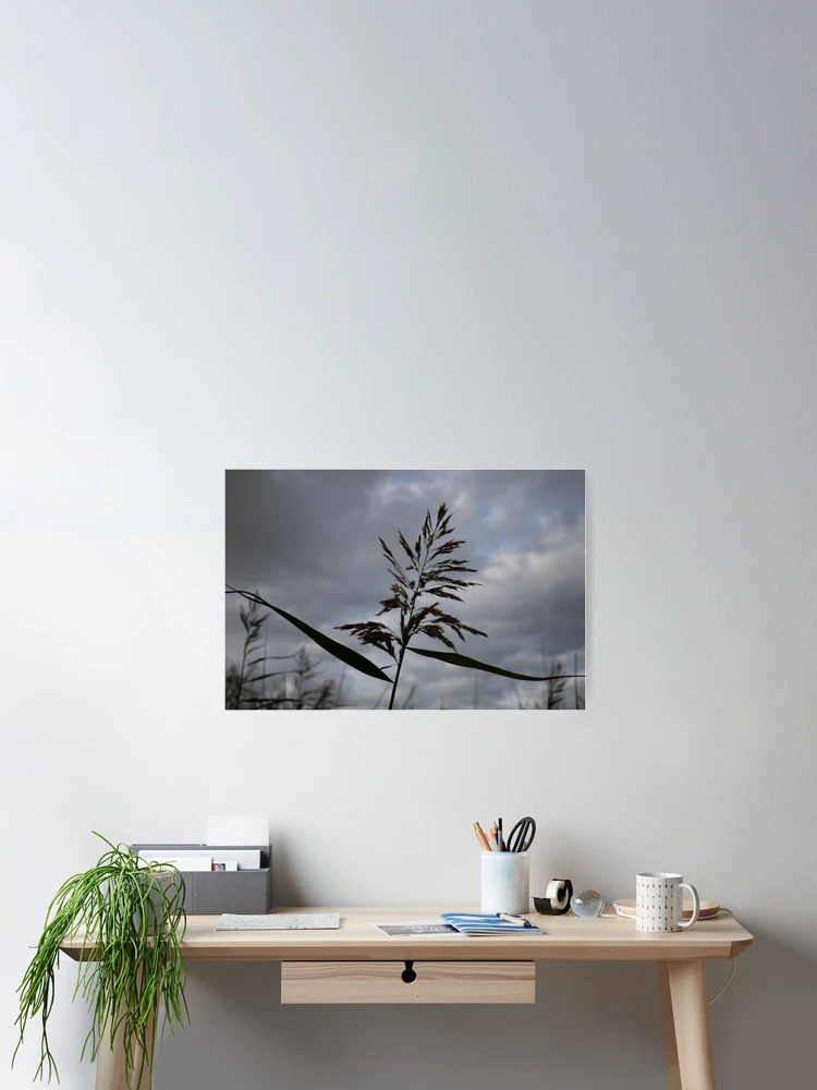 Thumbnail 2 of 3, Poster, Common Reed designed and sold by Calidris Fotografie Steffi & Ben Köppler.