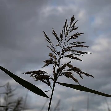 Artwork thumbnail, Common Reed by Calidris Fotografie Steffi & Ben Köppler