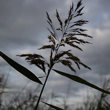 Artwork thumbnail, Common Reed by Calidris Fotografie Steffi & Ben Köppler