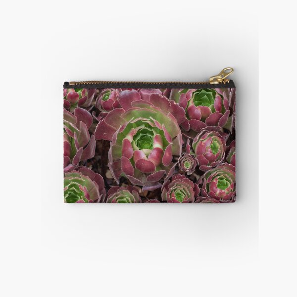 Item preview, Aeonium arboreum 'Atropurpureum' designed and sold by Amy Akers.