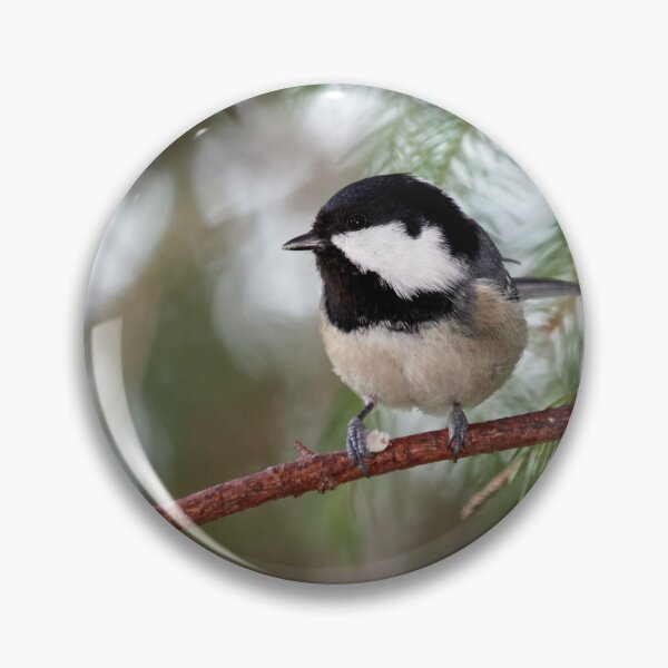 Item preview, Shine in your eyes. Coal tit designed and sold by Jouko Lehto Photography.