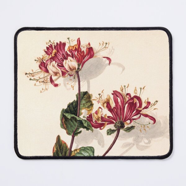 Item preview, Branch of Wild Honeysuckle (Lonicera Periclymenum) | Barend Hendrik Thier designed and sold by LaMadeleine.