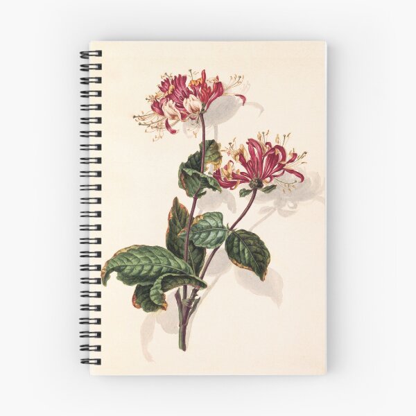 Item preview, Branch of Wild Honeysuckle (Lonicera Periclymenum) | Barend Hendrik Thier designed and sold by LaMadeleine.