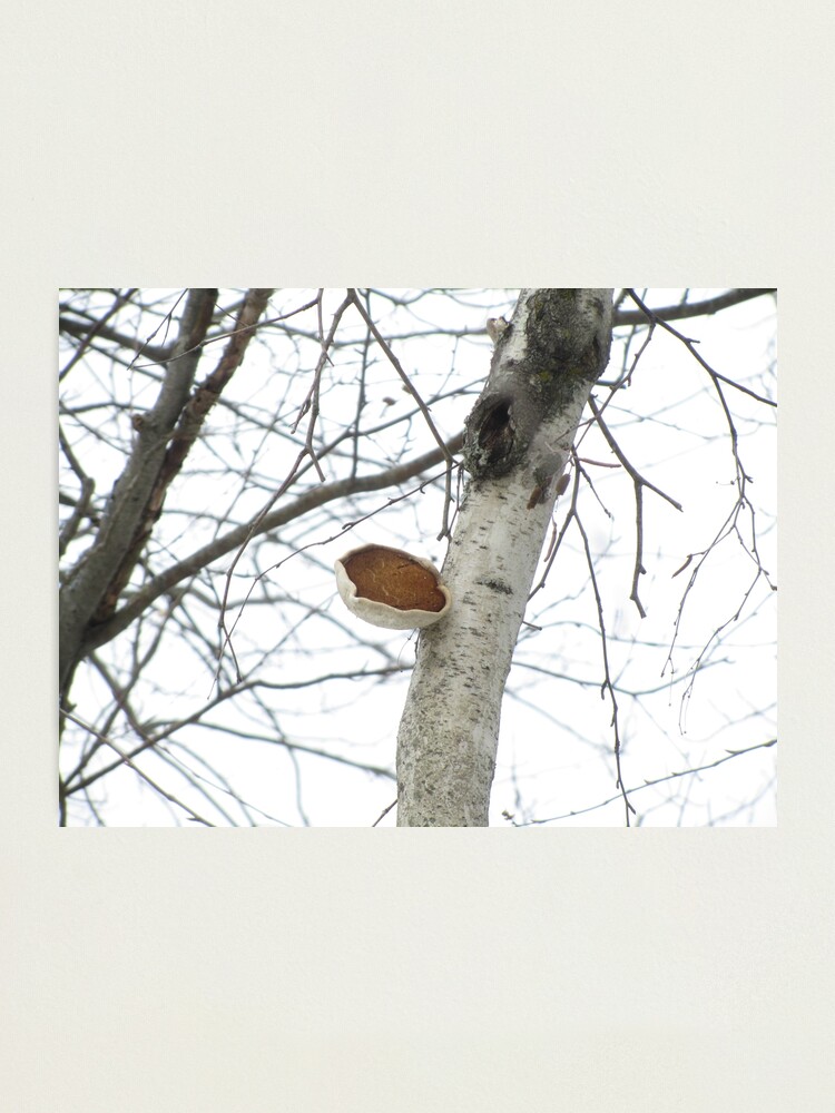 Alternate view of One Scoop Photographic Print