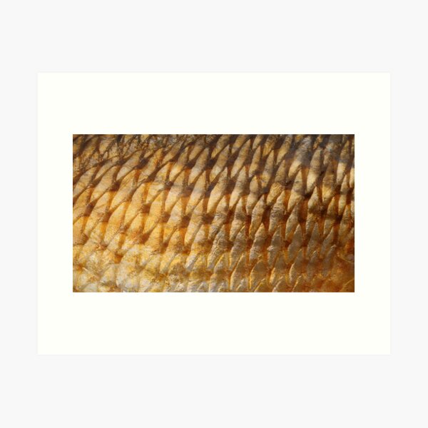 Item preview, Redfish scales designed and sold by jonesing.