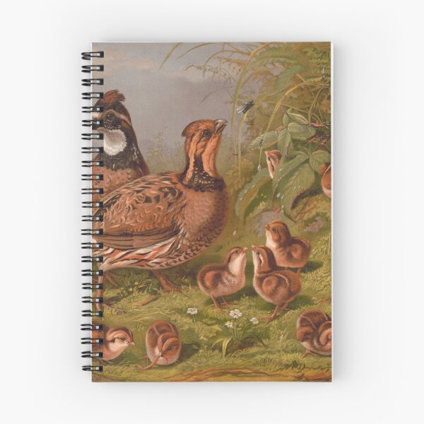 Item preview, Vintage Quails & Their Chicks Illustration (1867) designed and sold by BravuraMedia.
