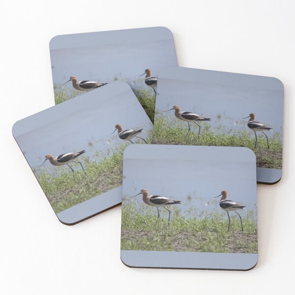 Item preview, American Avocets  designed and sold by CarolM.