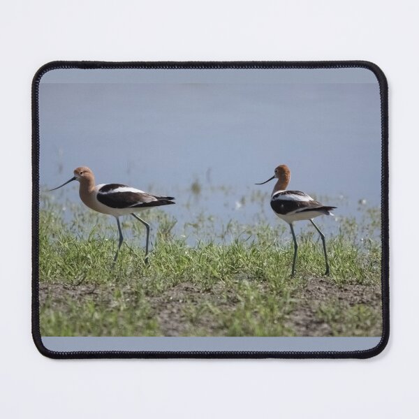 Item preview, American Avocets  designed and sold by CarolM.