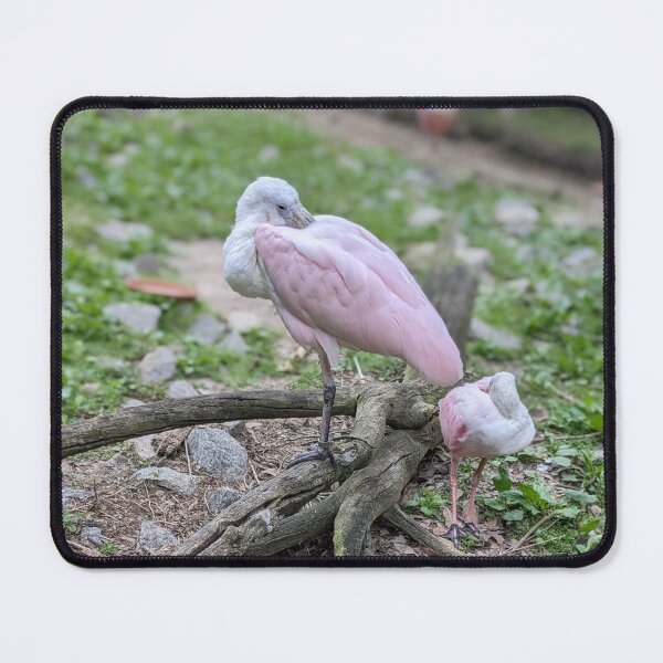 Item preview, Pair of Spoonbills designed and sold by TheRealDanniX.