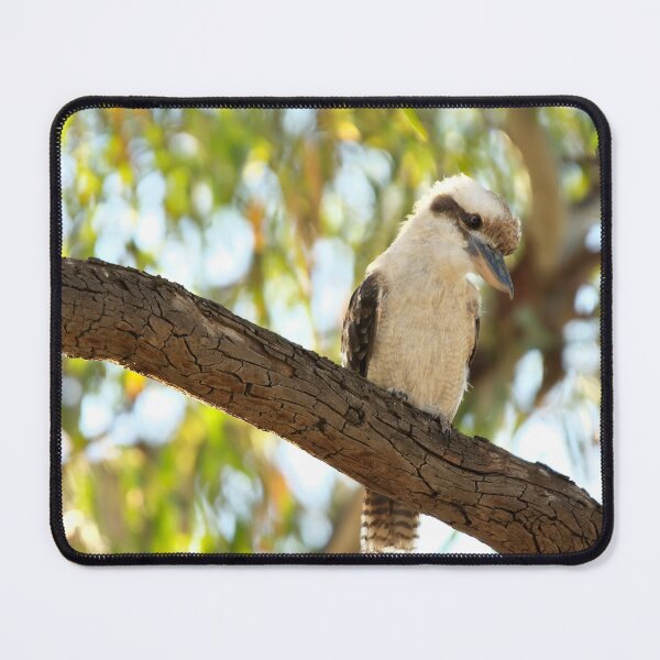 Item preview, Laughing Kookaburra - Dacelo novaeguineae designed and sold by clearviewstock.