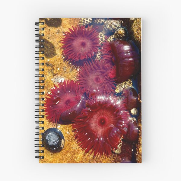 Item preview, sea anemone designed and sold by Nollyweeks.