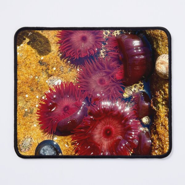 Item preview, sea anemone designed and sold by Nollyweeks.
