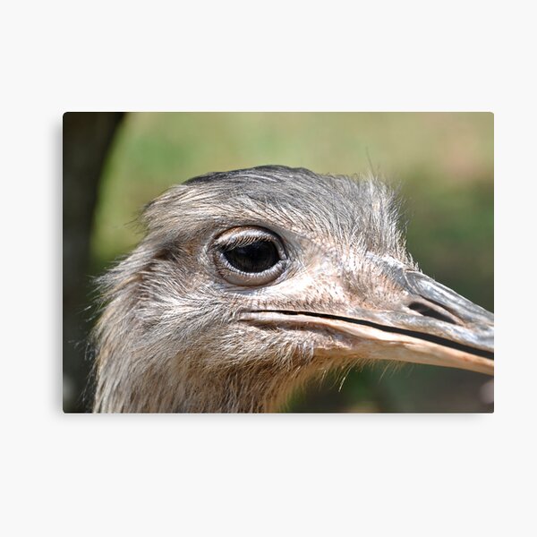 Cautious Metal Print