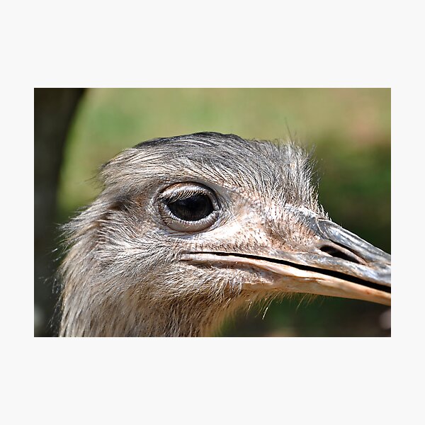 Cautious Photographic Print