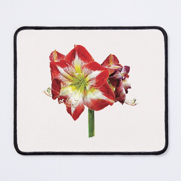 Item preview, Amaryllis Minerva designed and sold by Susan Savad.