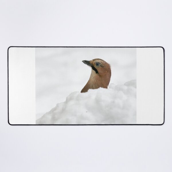 Item preview, Just a headshot. Eurasian jay designed and sold by Jouko Lehto Photography.