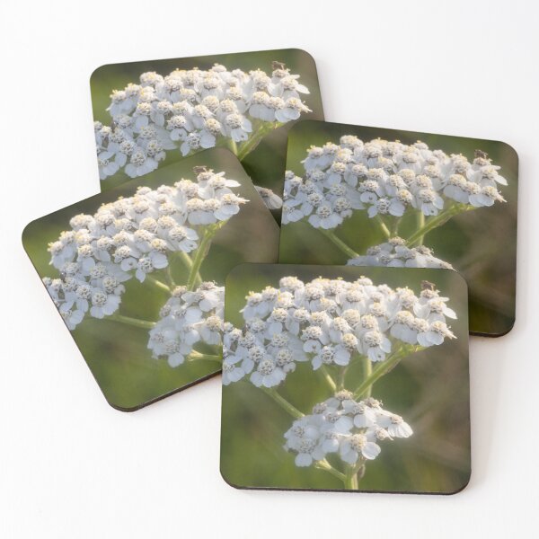 Item preview, Common Yarrow designed and sold by Calidris Fotografie Steffi & Ben Köppler.