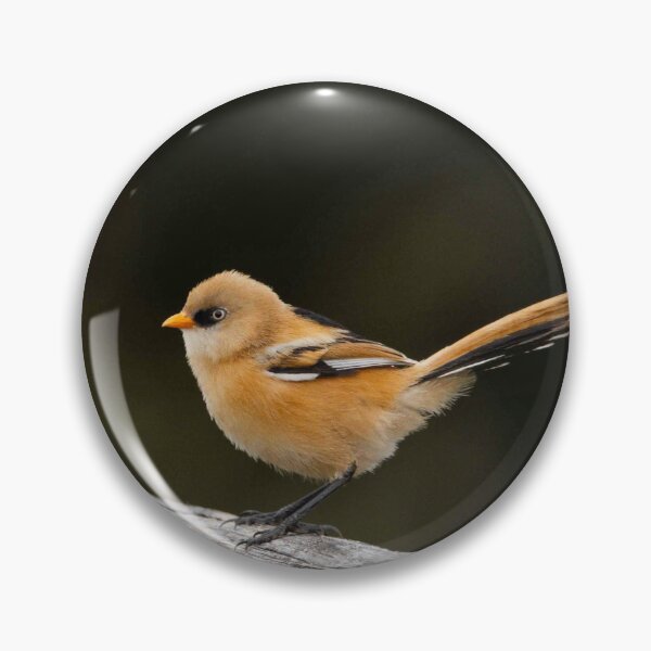 Item preview, Bearded Tit (Female) designed and sold by MTPhotos1406.