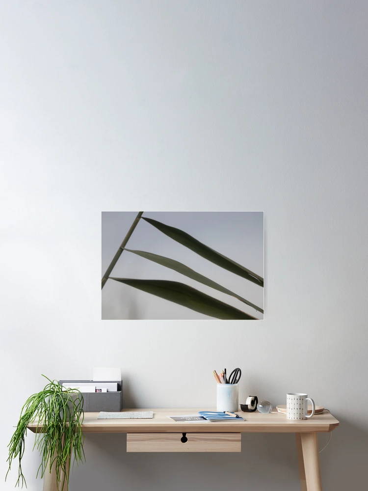 Thumbnail 2 of 3, Poster, Common Reed designed and sold by Calidris Fotografie Steffi & Ben Köppler.