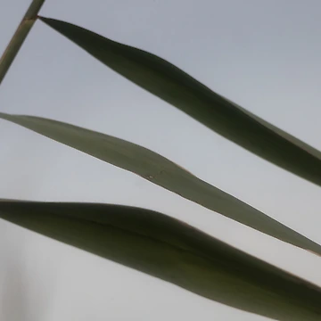 Artwork thumbnail, Common Reed by Calidris Fotografie Steffi & Ben Köppler