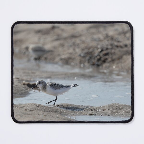 Item preview, Sanderling designed and sold by Calidris Fotografie Steffi & Ben Köppler.