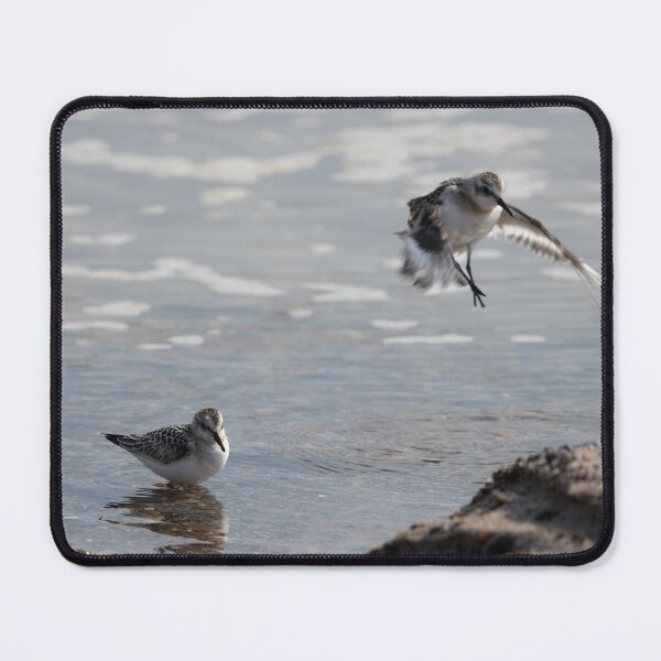 Item preview, Sanderlings designed and sold by Calidris Fotografie Steffi & Ben Köppler.