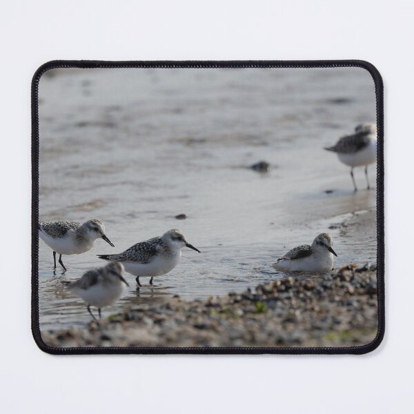 Item preview, Sanderlings designed and sold by Calidris Fotografie Steffi & Ben Köppler.