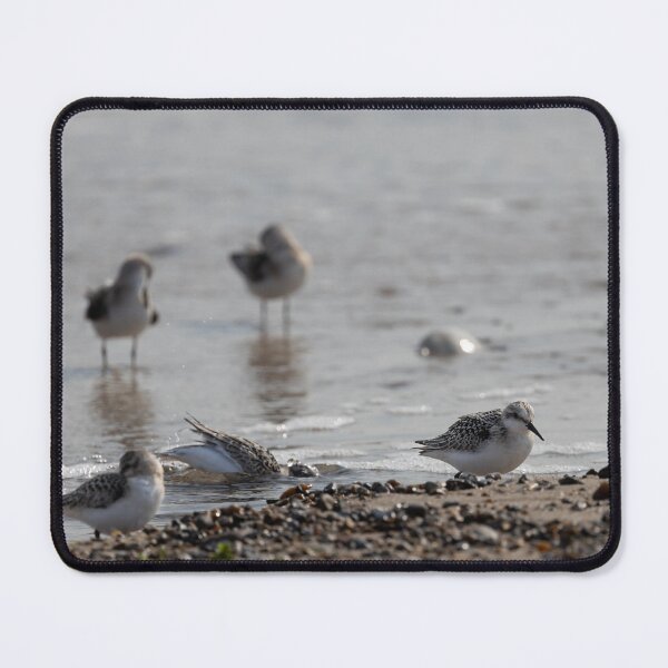 Item preview, Sanderlings designed and sold by Calidris Fotografie Steffi & Ben Köppler.