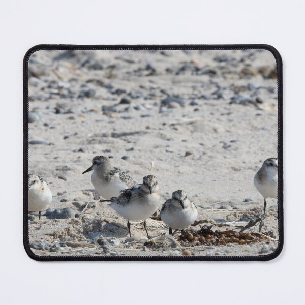 Item preview, Sanderling designed and sold by Calidris Fotografie Steffi & Ben Köppler.
