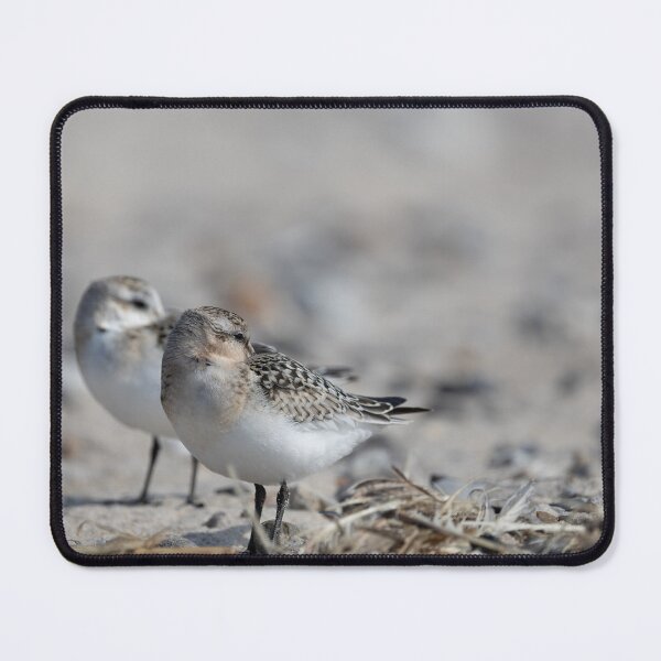 Item preview, Sanderlings designed and sold by Calidris Fotografie Steffi & Ben Köppler.