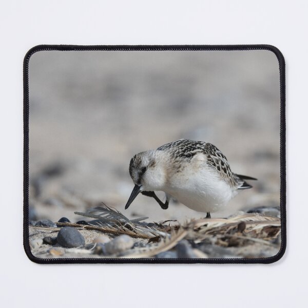 Item preview, Sanderling designed and sold by Calidris Fotografie Steffi & Ben Köppler.