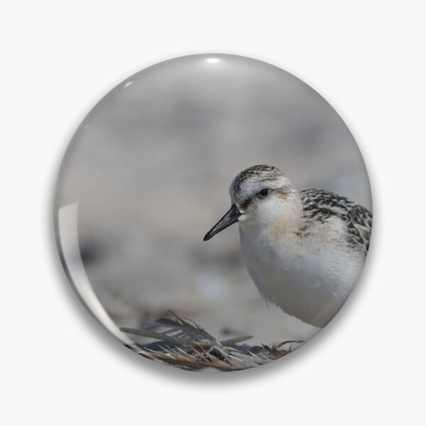 Item preview, Sanderling designed and sold by Calidris Fotografie Steffi & Ben Köppler.