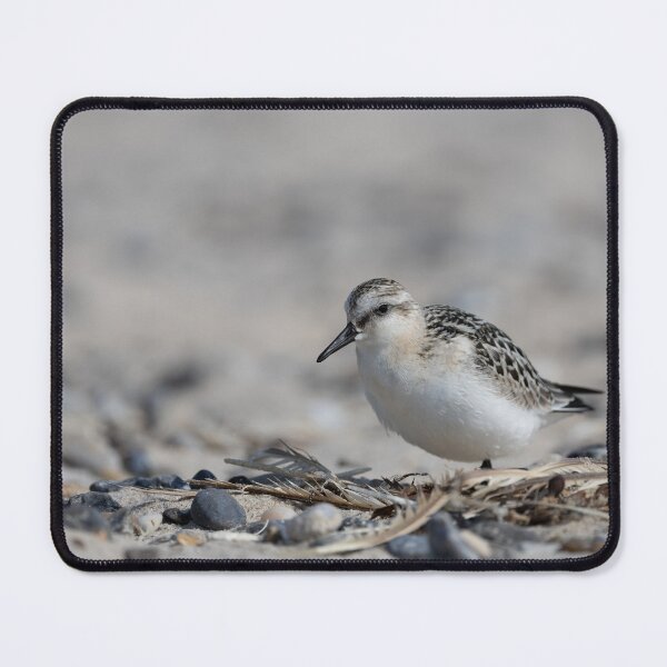 Item preview, Sanderling designed and sold by Calidris Fotografie Steffi & Ben Köppler.