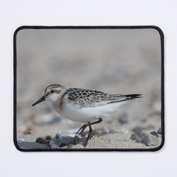 Item preview, Sanderling designed and sold by Calidris Fotografie Steffi & Ben Köppler.