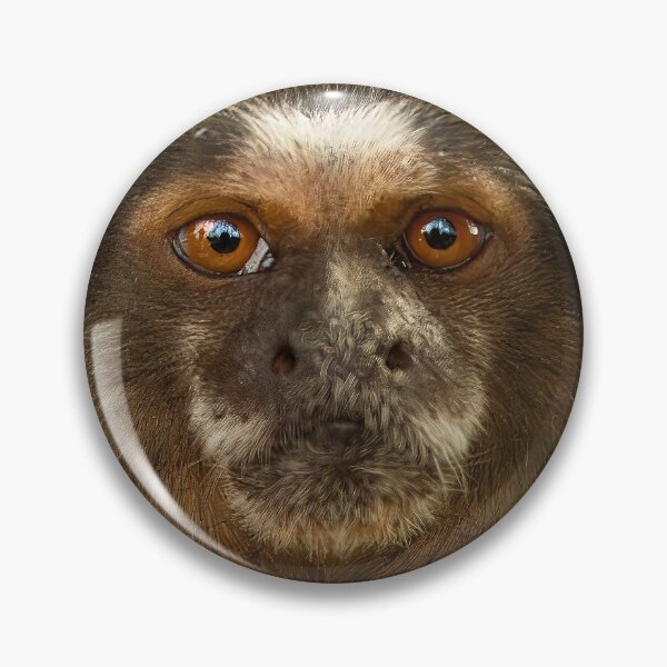 Item preview, Close up of cute face of a Marmoset designed and sold by Dalyndigital Photography.