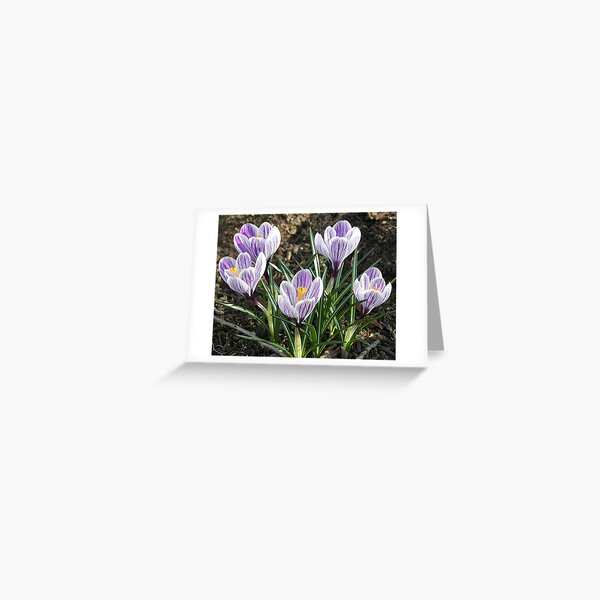 Purple Stripes Greeting Card